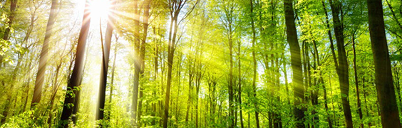 sunlight shining through dense trees for 2023 innovator report