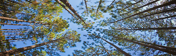 treetops from ground view