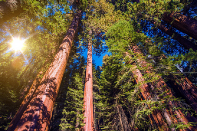 Ground level view looking up of tall sequoia trees and sunlight