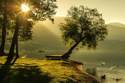 Serene lakeshore with trees, ducks swimming and mountains in the background