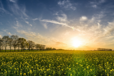Sunrise over a flat meadow of flowers with a line of trees in the distance