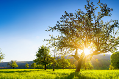 Sunrise over a hill with trees in the foreground