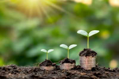 Three sprouting seedlings in small containers of soil arranged smallest to largest from left to right