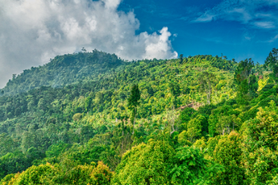 Tree-covered hillside, sky and clouds