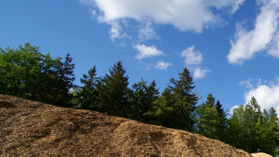 Trees and a pile of woodchip biomass fuel