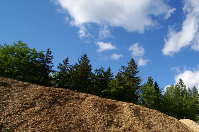 Trees and a pile of woodchip biomass fuel