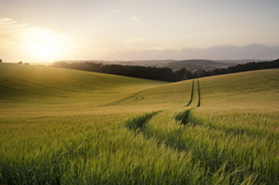 Wheat field and gently rolling hills