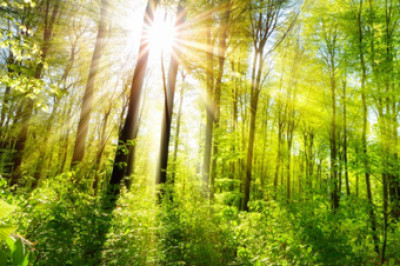 sunlight shining through trees in a forest