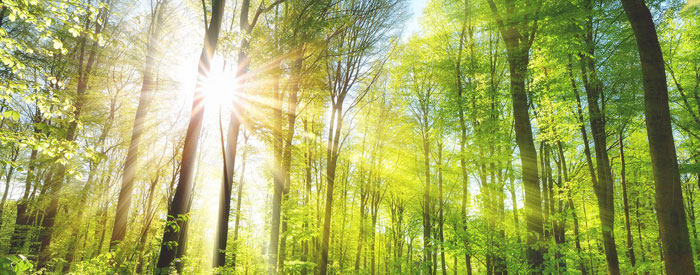 sunshine coming through trees in forest